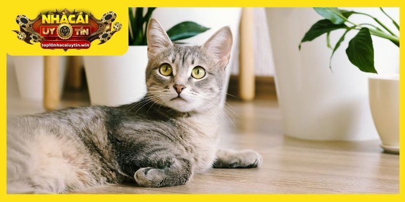 Dựa vào chi tiết giấc chiêm bao để giải mã đúng chuẩn