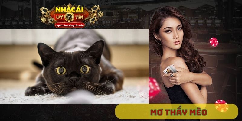 mơ thấy mèo